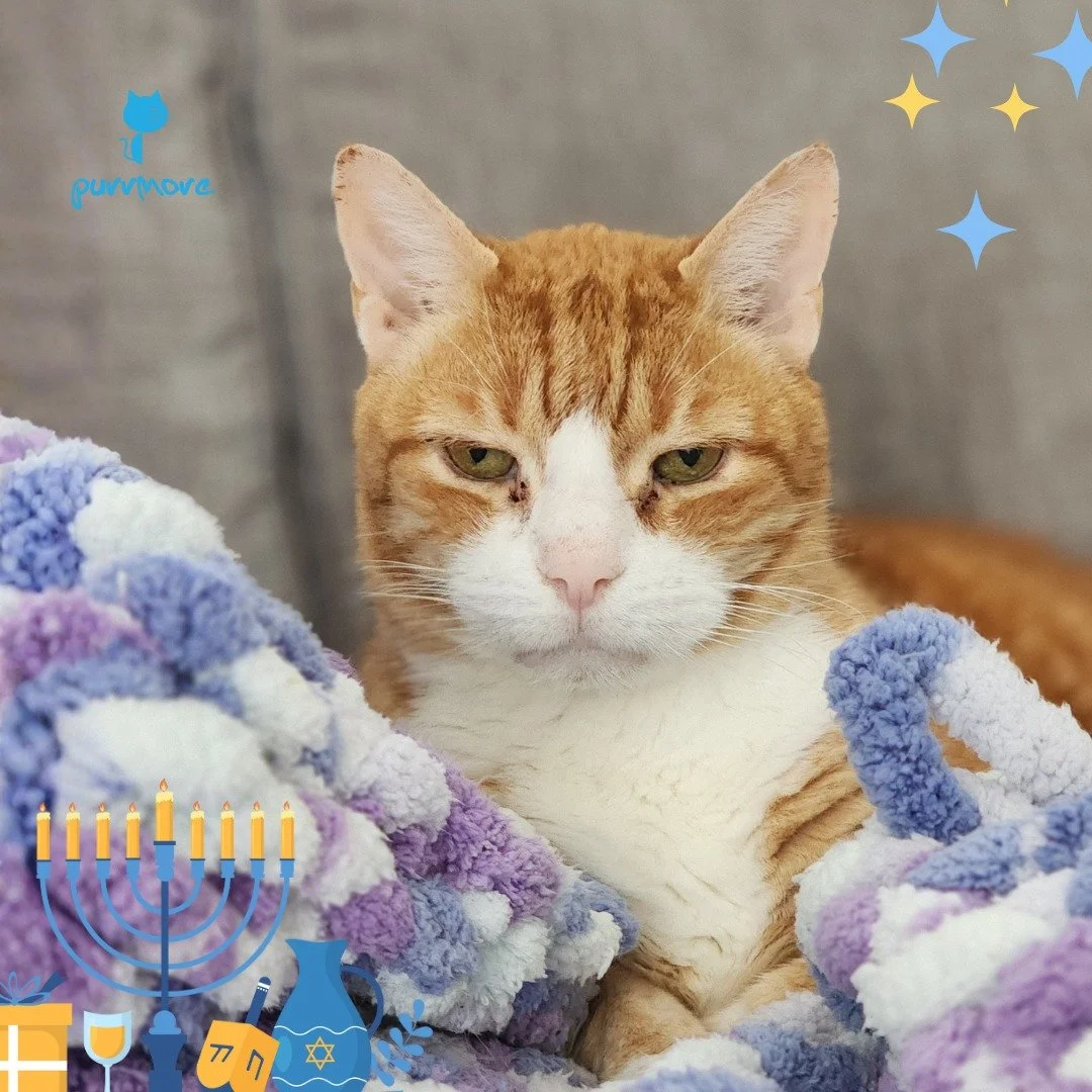 Stay cozy and eat lots of oily food! Happy Hanukkah from Bradley and the Purrmore Clowder!
#happyhanukkah
.
.
.
#purrmorecats #purrmore #catsofjamaicaplain #catsofroslindale #rozziecat #catsofwestroxbury #catsitter #catsitterboston #catcare #petsitte