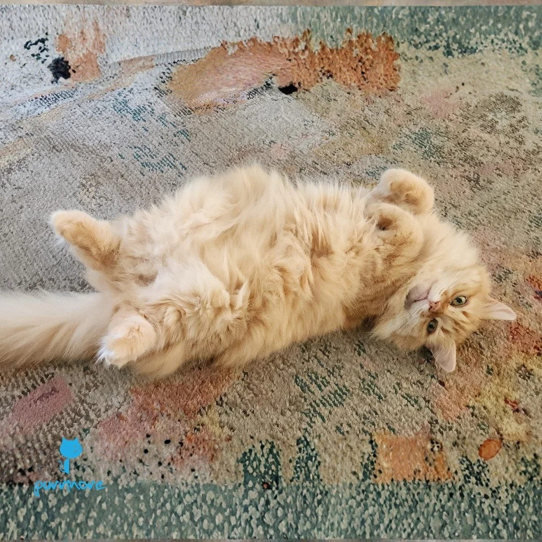 Belly up! -- Nora
.
.
.
#purrmorecats #purrmore #catsofjamaicaplain #catsofroslindale #rozziecat #catsofwestroxbury #catsitter #catsitterboston #catcare #petsitter
