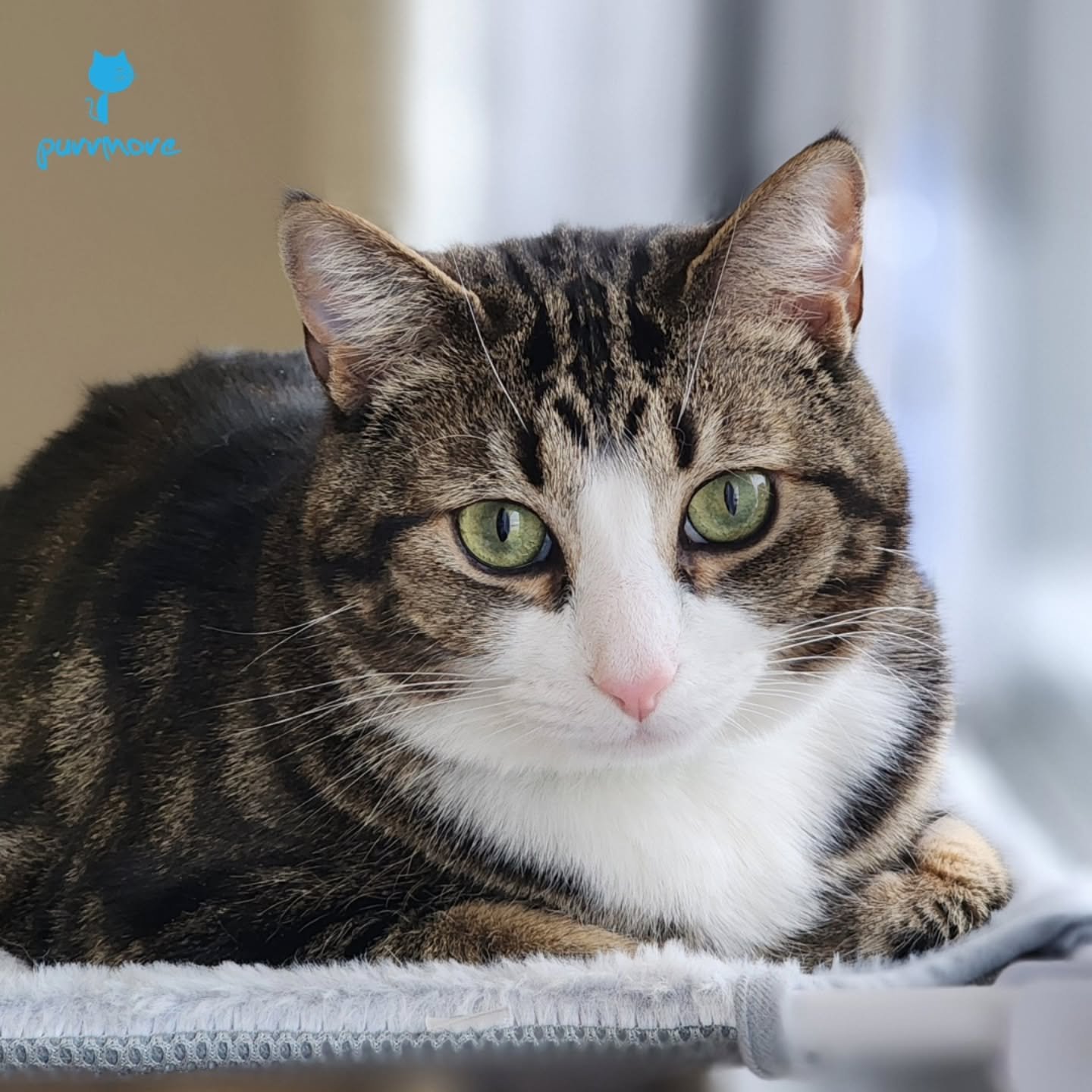 Happy Monday! -- Ted
#happymonday
.
.
.
#purrmorecats  #catsofroslindale #rozziecat  #petsitter