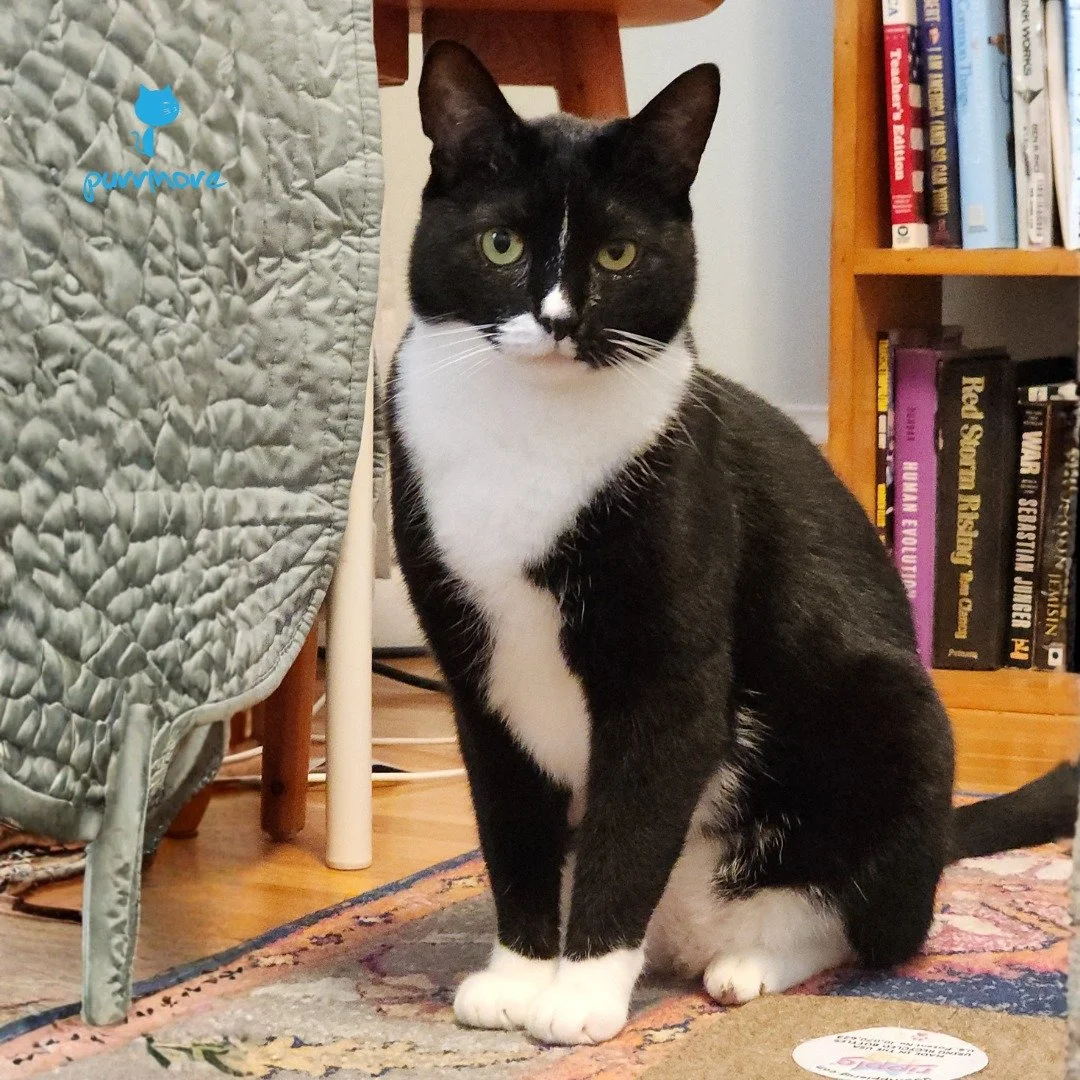 Leo is ready for Dress Up Your Pet Day in his natural tuxedo.
.
If your cat enjoys dressing up, that's cool. However, remember that not all cats appreciate a costume. Pay attention to your cat's body language, and don't dress them up if they are unco