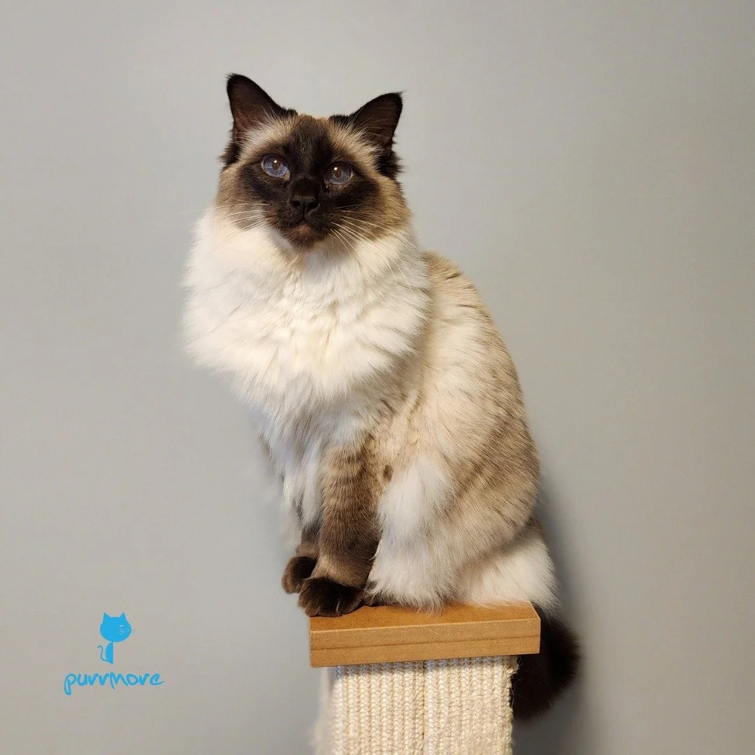 Gizmo is the best meowdel in the business.
#catwalk #photoshoot 
.
.
.
#purrmorecats #catsofjamaicaplain #petsitter