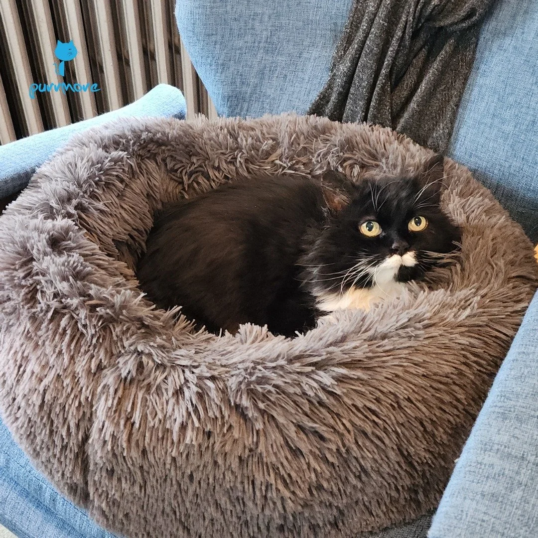 Sleeping in in a cozy bed is the best way to spend a Caturday -- Mr. Peeps
#caturday #cozycat 
.
.
.
#purrmorecats #petsitter #catsofroslindale