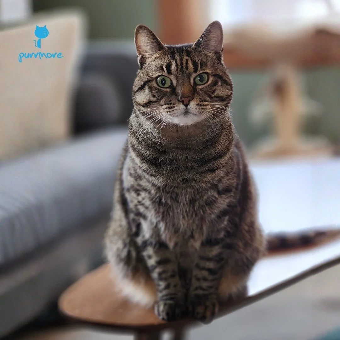 The whole point of Tabby Tuesday is to celebrate Dexter.
#fact #themoreyouknow #tabbytuesday 
.
.
.
#purrmorecats #petsitter