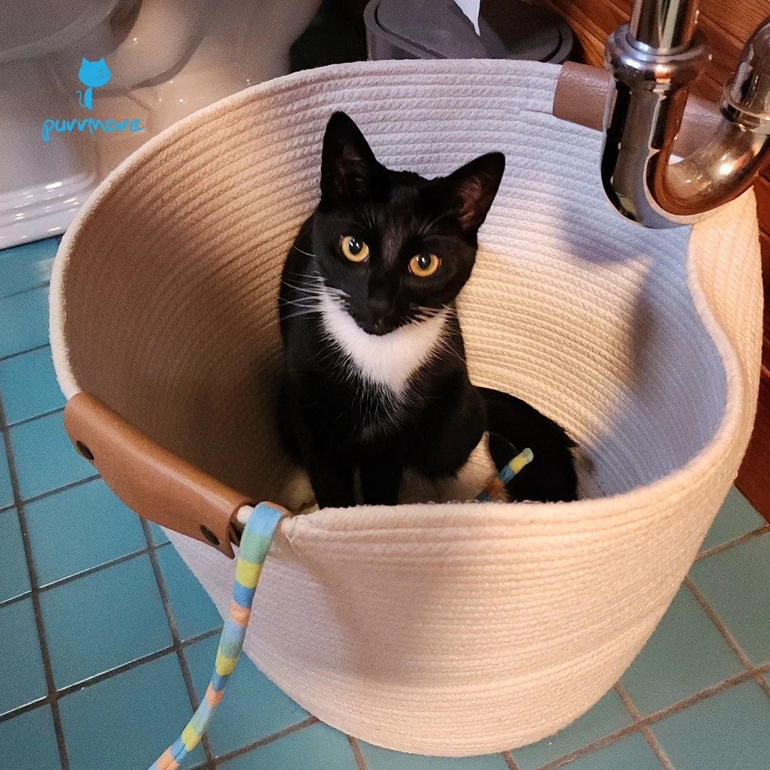 If I fits, must I sits? -- Nerys is being philosophical and expecting answers on National Answer Your Cat's Questions Day.
#nationalansweryourcatsquestionsday #ififitsisits 
.
.
.
#purrmorecats #petsitter #catsofjamaicaplain