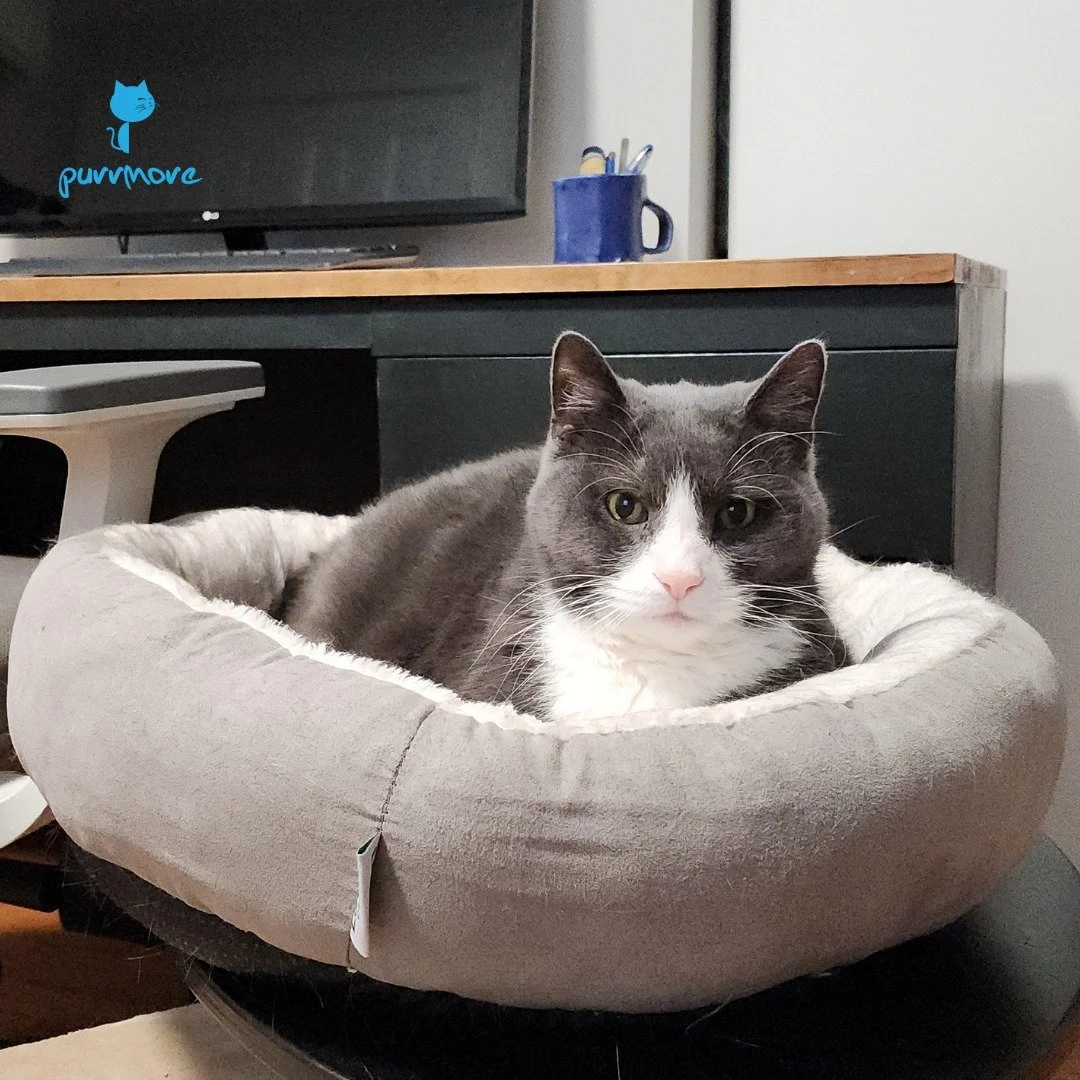 Franklin is staying cozy on this cold Caturday. Stay warm my furriends!
#caturday #cozycat 
.
.
.
#purrmorecats #petsitter #catsofroslindale