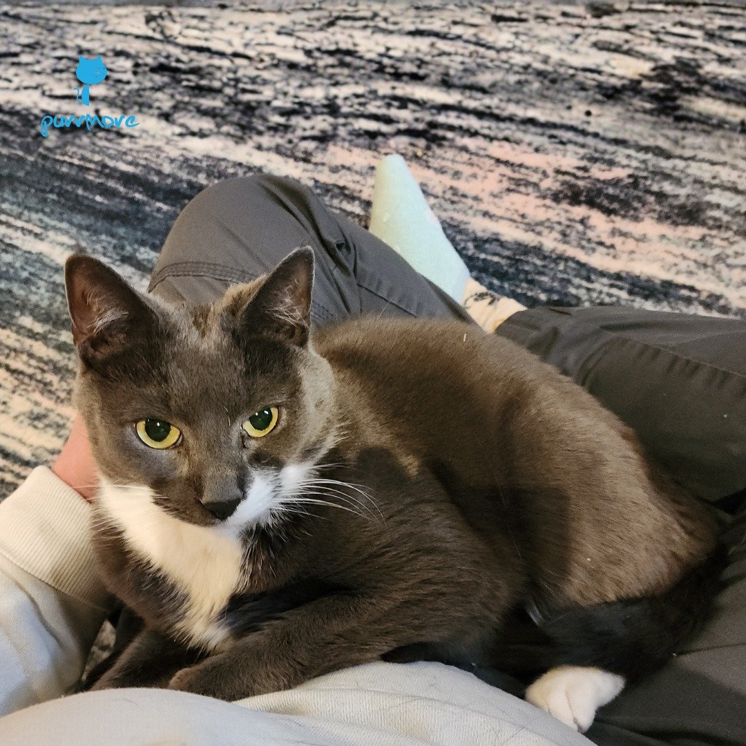 Percy loves a nice cuddle.
#cozycat 
.
.
.
#purrmorecats #petsitter #catsofjamaicaplain