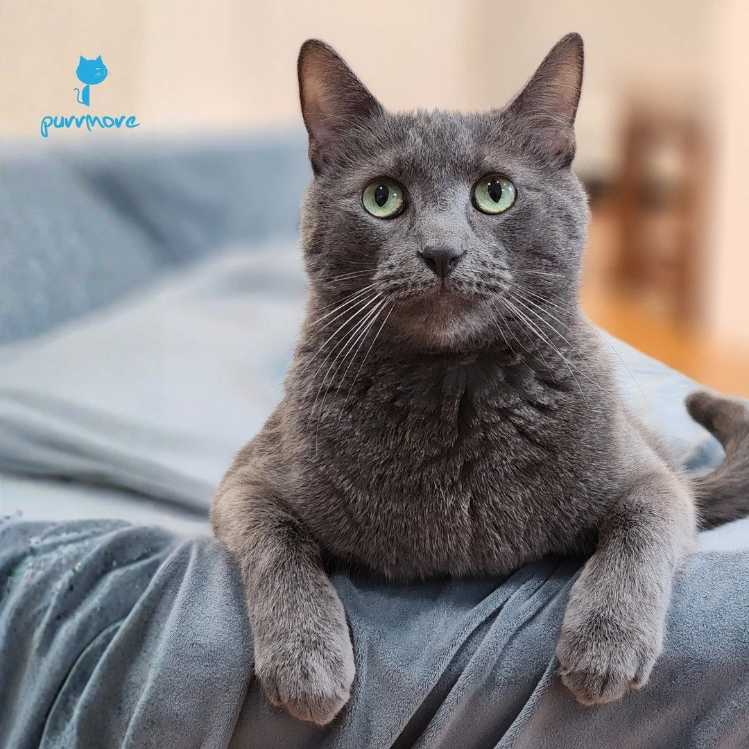 Hello, Handsome! -- Pablo
.
.
.
#purrmore #purrmorecats #prettycat #greycat