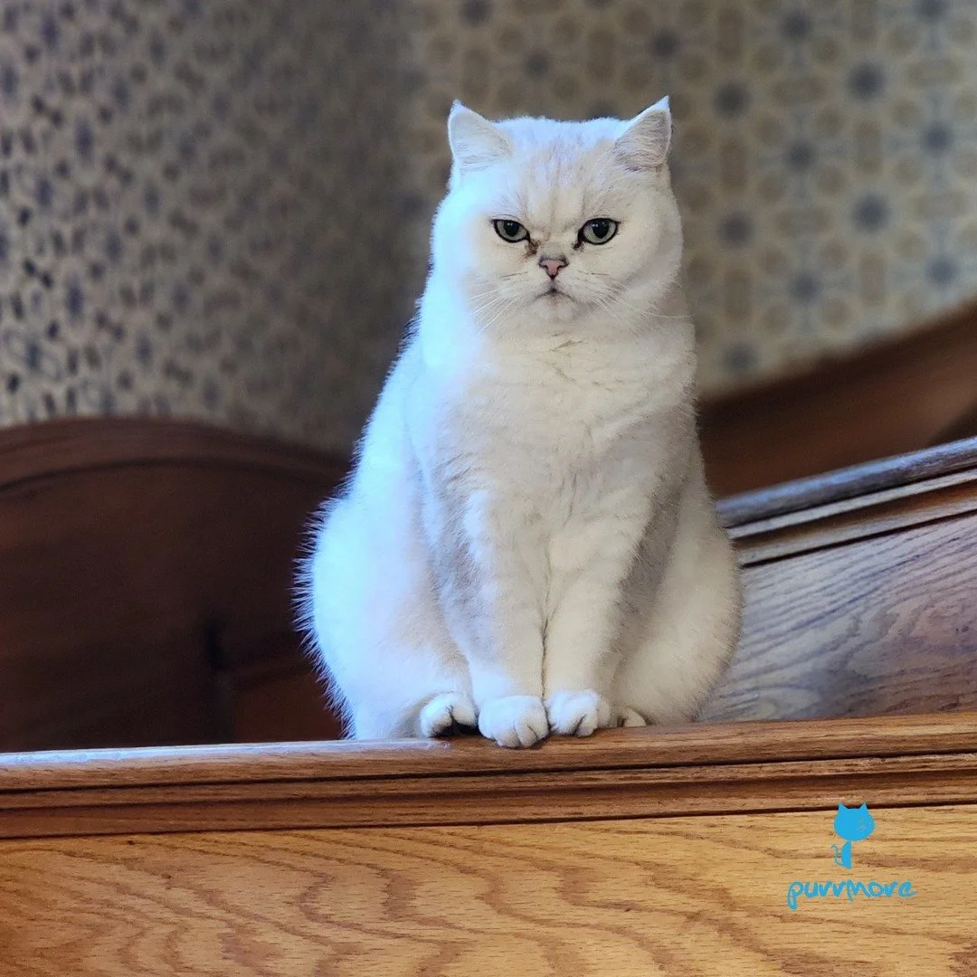 It is Dafu's world. She is kindly allowing us to live here.
#obeyyourcatoverlord 
.
.
.
#purrmorecats #petsitter #catsofjamaicaplain #britishshorthair