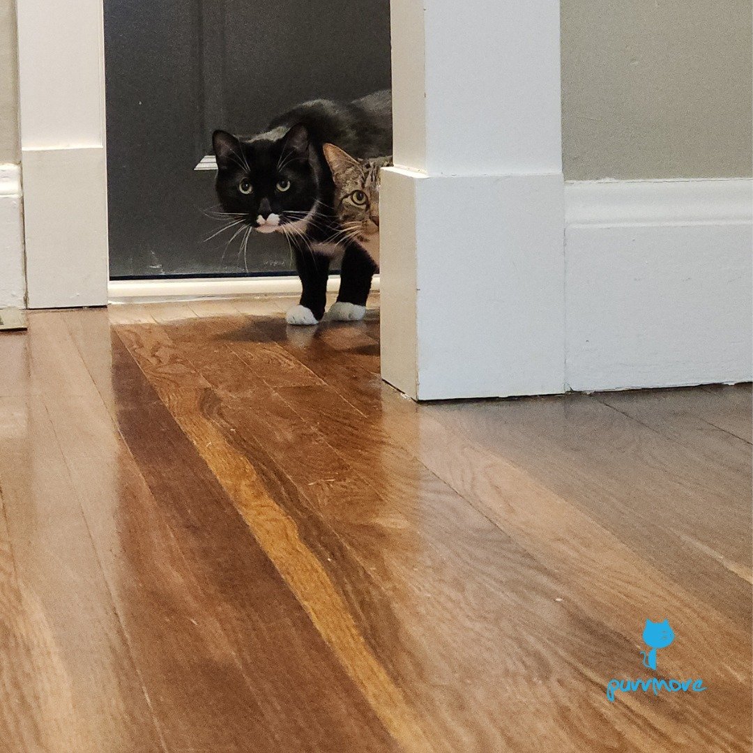 How it started -> How it's going.
Maple and Gingko were initially worried about a new hooman coming into their home, but with time and patience, they realized I'm a trustworthy hooman. 😻😻😻
.
.
.
#purrmorecats #petsitter #catsofroslindale #rozzi