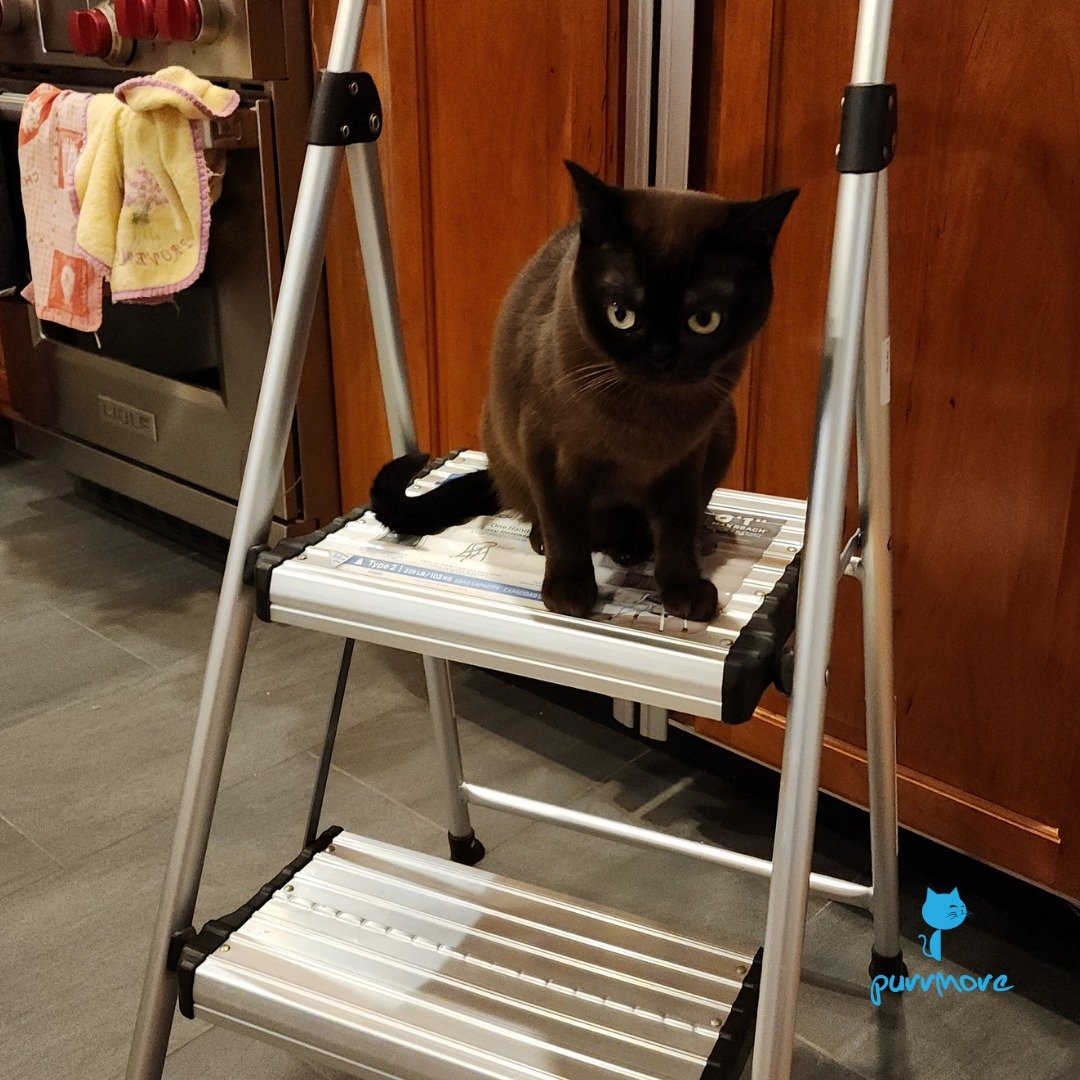 Greta thought I needed help getting things from higher shelves.
#helpfulcat 
.
.
.
#purrmorecats #petsitter #purrmore