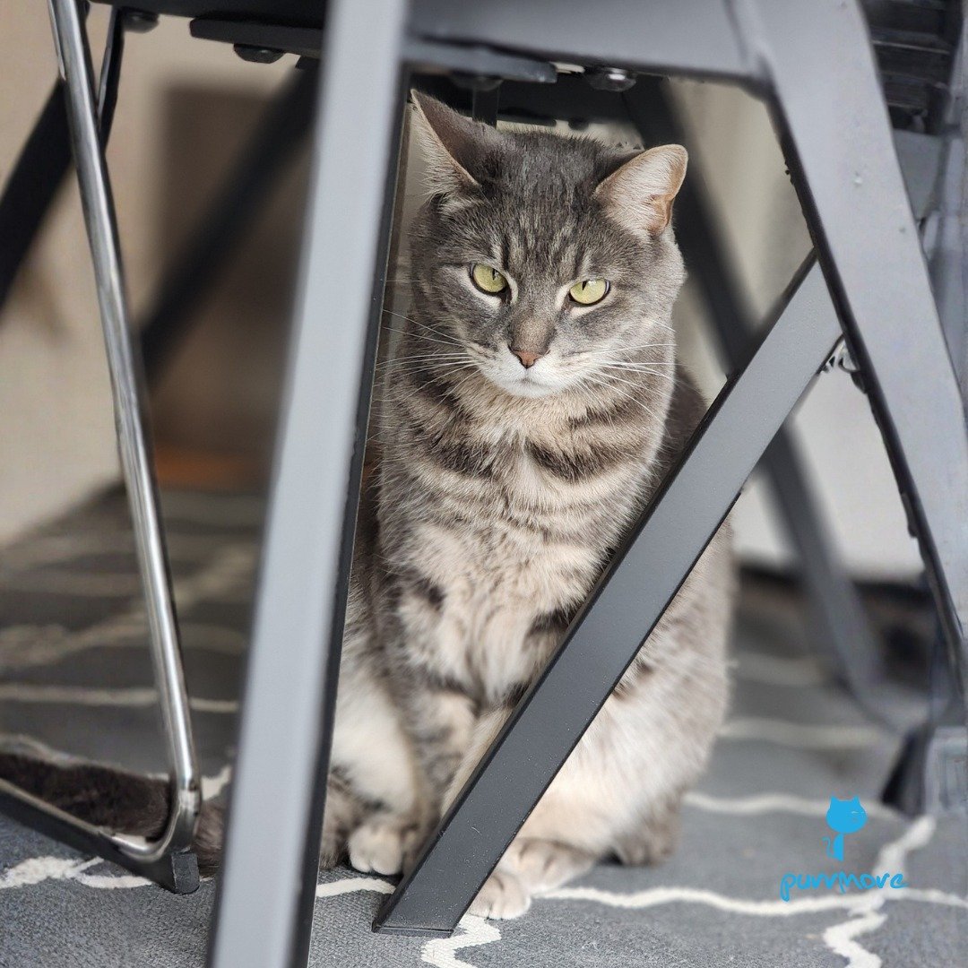 It's a very special day when Appa comes close enough to have his picture taken.
.
.
.
#purrmorecats #petsitter #catsofwestroxbury