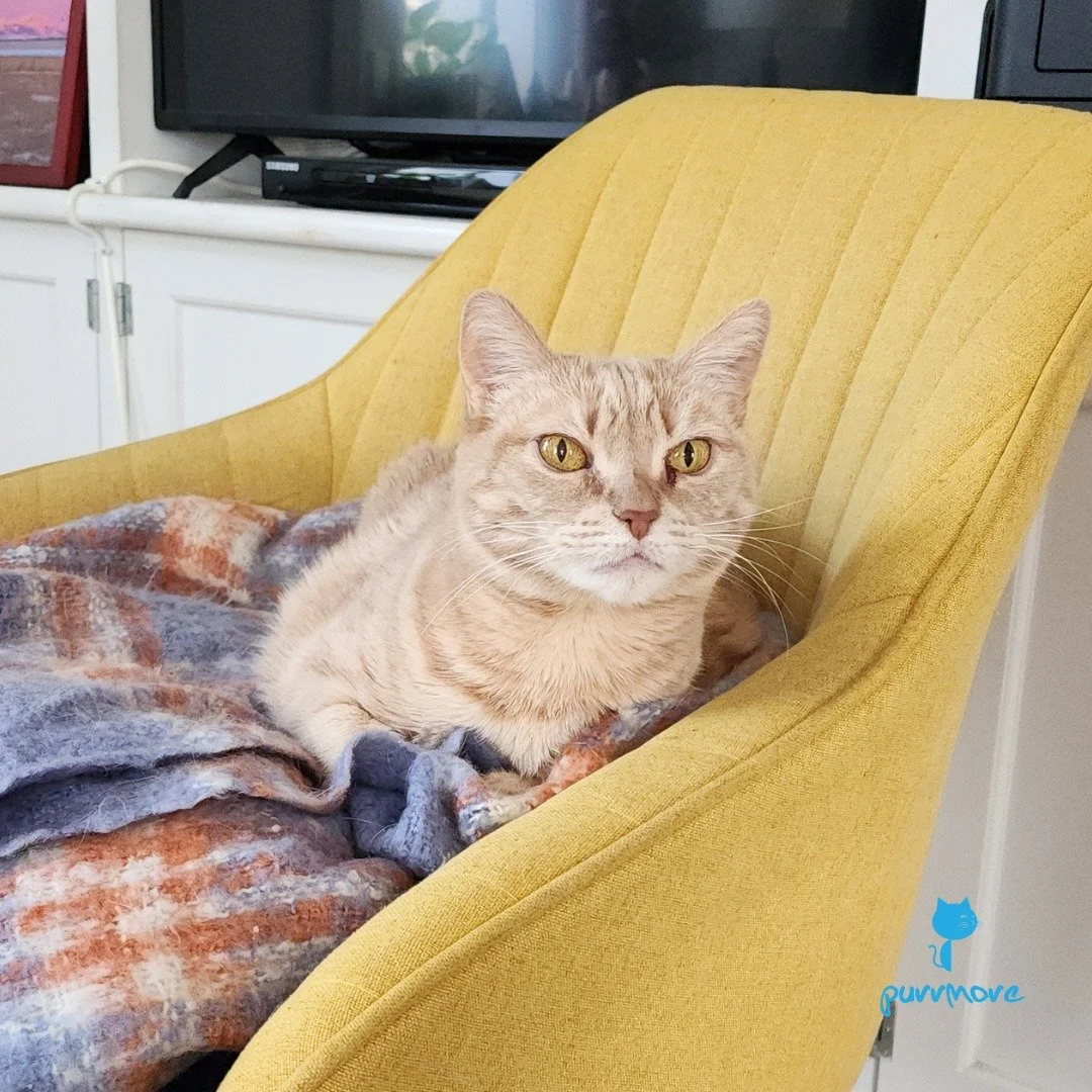 Did you know that only 20% of orange cats are female? Keats is a very special lady, wishing Happy International Women's Day to all the ladies who work so hard to make sure their cats have the best lives.
#internationalwomensday #catladylove 
.
.
.
#p