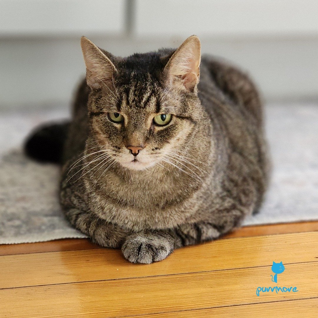 Sheldon would like to remind you that despite everything you were told about "Daylight Saving", breakfast is still expected to be served on time.
#daylightsavingtime #breakfasttime 
.
.
.
#purrmorecats #petsitter #catsofwestroxbury