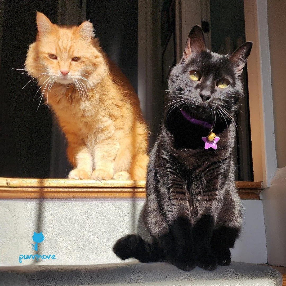 Charmander and Luna. Their new album Sitting In The Sunbeam is dropping soon!
#albumart #thesunnyspotisthebestspot 
.
.
.
#purrmorecats #petsitter #catsofwestroxbury