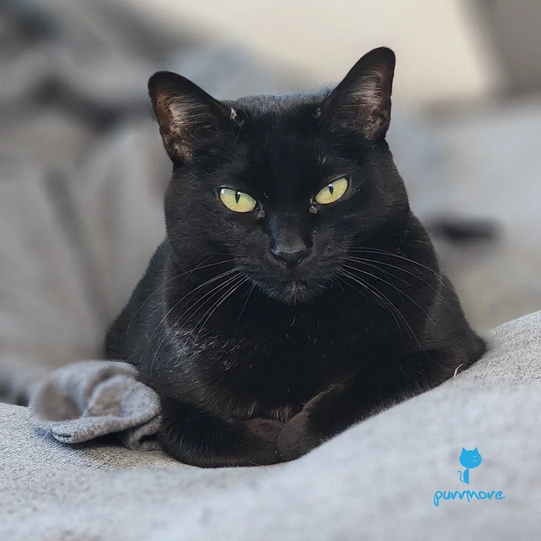 It's Friday the 13th. Make sure you have a house panther by your side to keep you safe -- Persephone
#blackcatsrule 
.
.
.
#purrmorecats #petsitter #catsofjamaicaplain