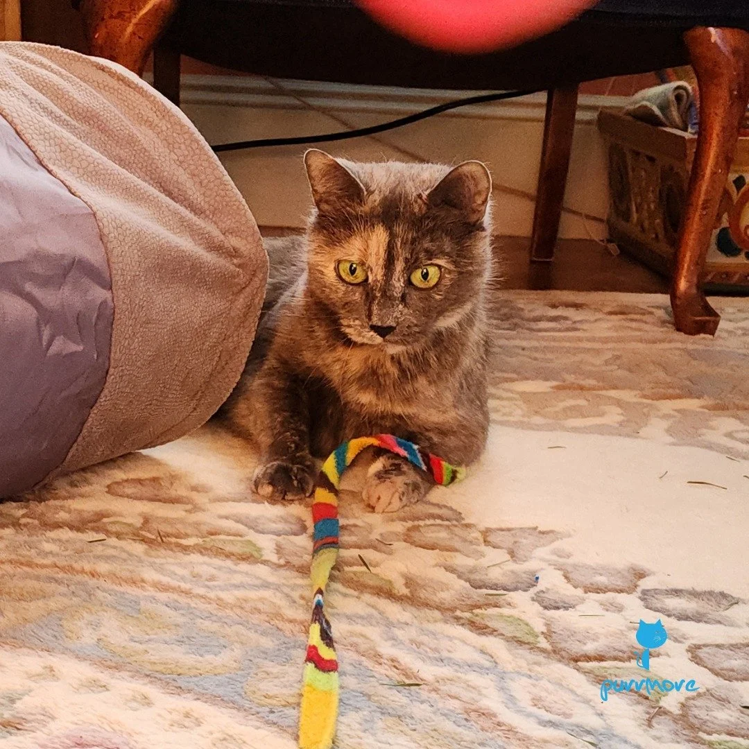 Happy Saint Gertrude of Nivelles Day! -- Abbey
#saintgertrudeofnivelles #patronsaintofcats 
.
.
.
#purrmorecats #petsitter #catsofwestroxbury