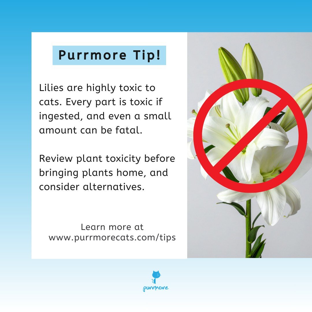 It's National Animal Poison Prevention Week, and an opportunity for our annual reminder that lilies are toxic to cats! Every part is toxic even at a tiny amount.
In an emergency, call ASPCA Poison Control at (888) 426-4435.
.
You can learn more on ou