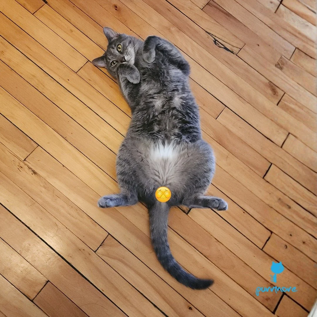 Bubbles is such a ham!
#purrmoreafterdark 
.
.
.
#purrmorecats #petsitter