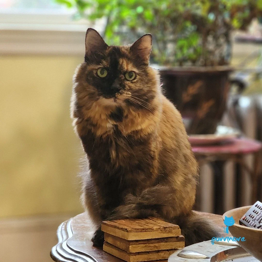 It's National Cat Lady Day! Sending our love to all the fabulous cat ladies. Featuring Pumpkin, a fabulous lady cat.
#nationalcatladyday #catladiesrule 
.
.
.
#purrmorecats #petsitter