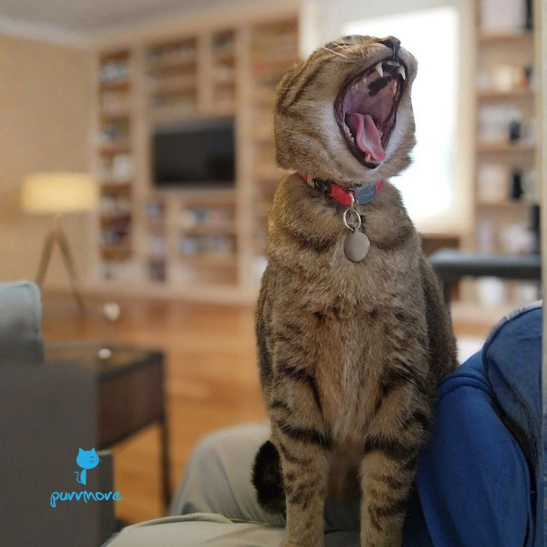 BIIIIIG Yawwwwn!
Does a Big Yawn in your pet sitter's lap count for #tot? Asking for Chai.
#tongueouttuesday #lapcat 
.
.
.
#purrmorecats #petsitter