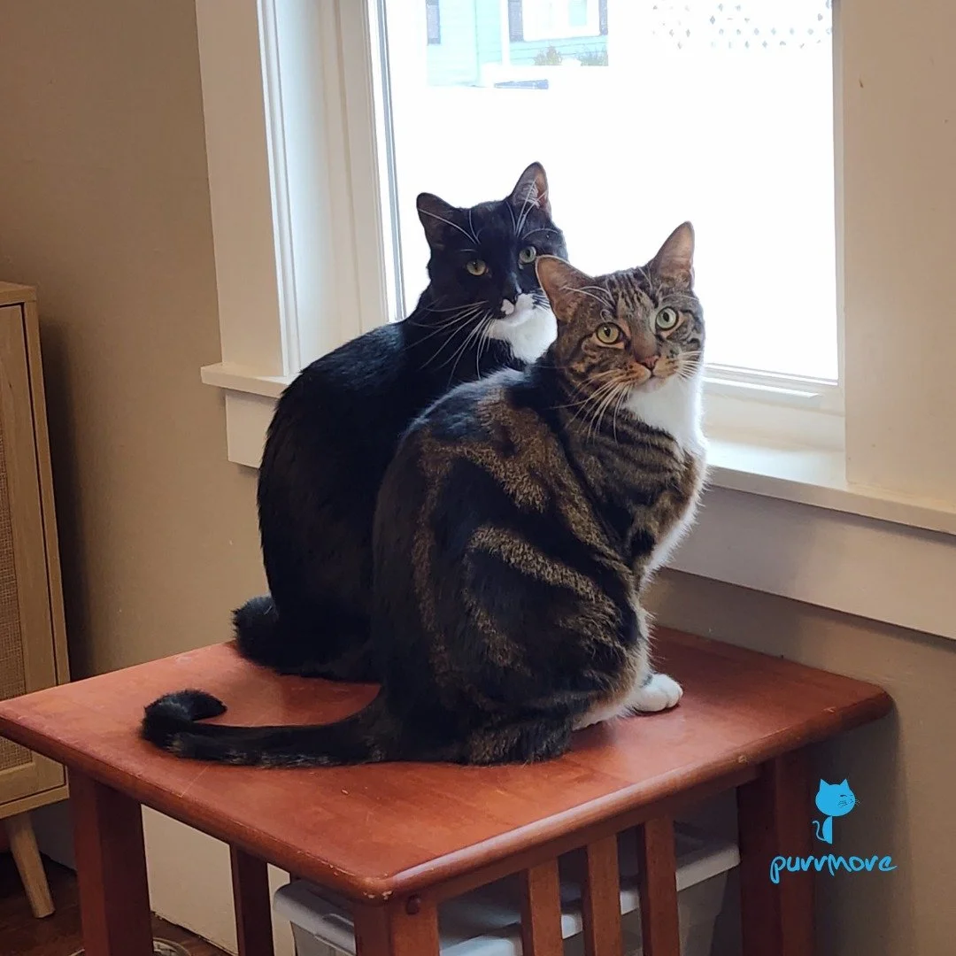 In celebration of Take Your Child to Work Day, Maple brought her son Gingko with her to watch birds in the window.
#takeyourchildtoworkday #birdwatching 
.
.
.
#purrmorecats #petsitter #catsofroslindale