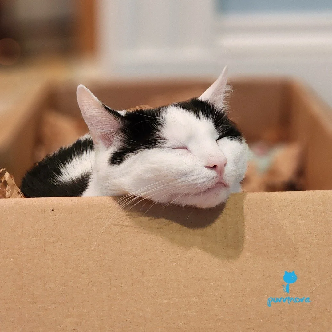 Caturday goals -- Orion
#caturday #naptime 
.
.
.
#purrmorecats #petsitter #catsofjamaicaplain