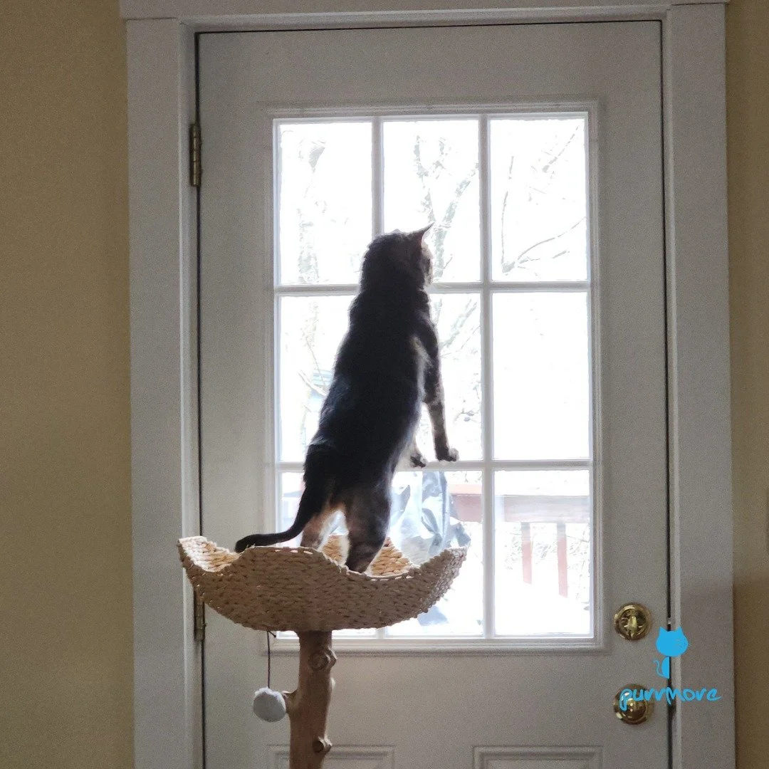 BIRD! -- Ru
#birdwatching 
.
.
.
#catsofjamaicaplain #purrmorecats #petsitter