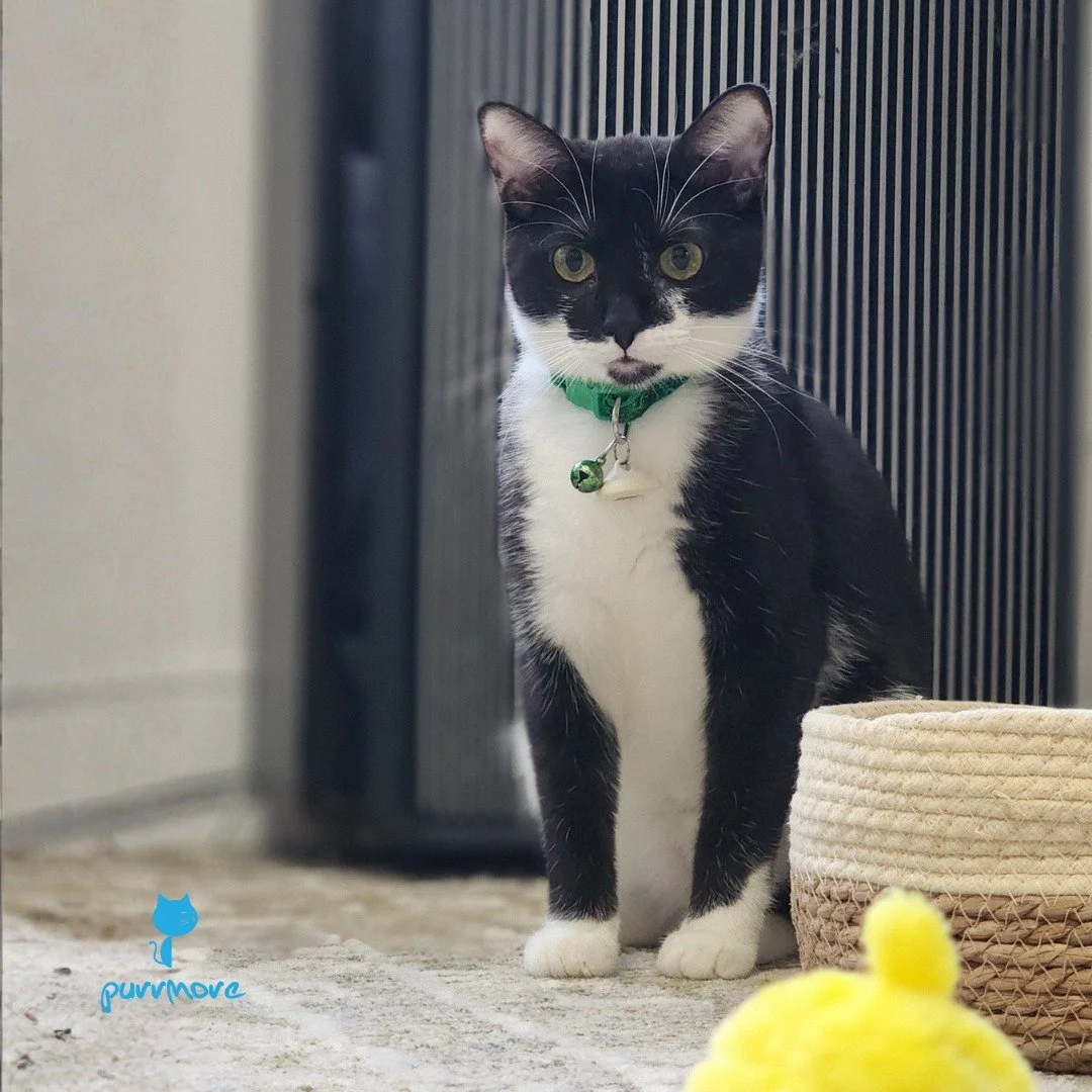 Meet Stevie. Stevie is a small kitten with big ambition. When she grows up, she wants to be a Big Cat, like her brother Ted.
#gogirl #cutekitten 
.
.
.
#purrmorecats #petsitter