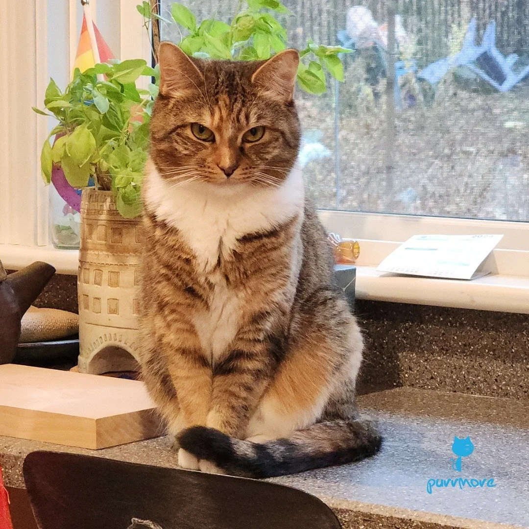 Today is Adopt a Shelter Pet Day! Featuring Reba and Dolly, who met at @giffordcats  and became best friends. They found a wonderful forever home together, and they are as happy as can be! If you are considering adding more love into your life, check