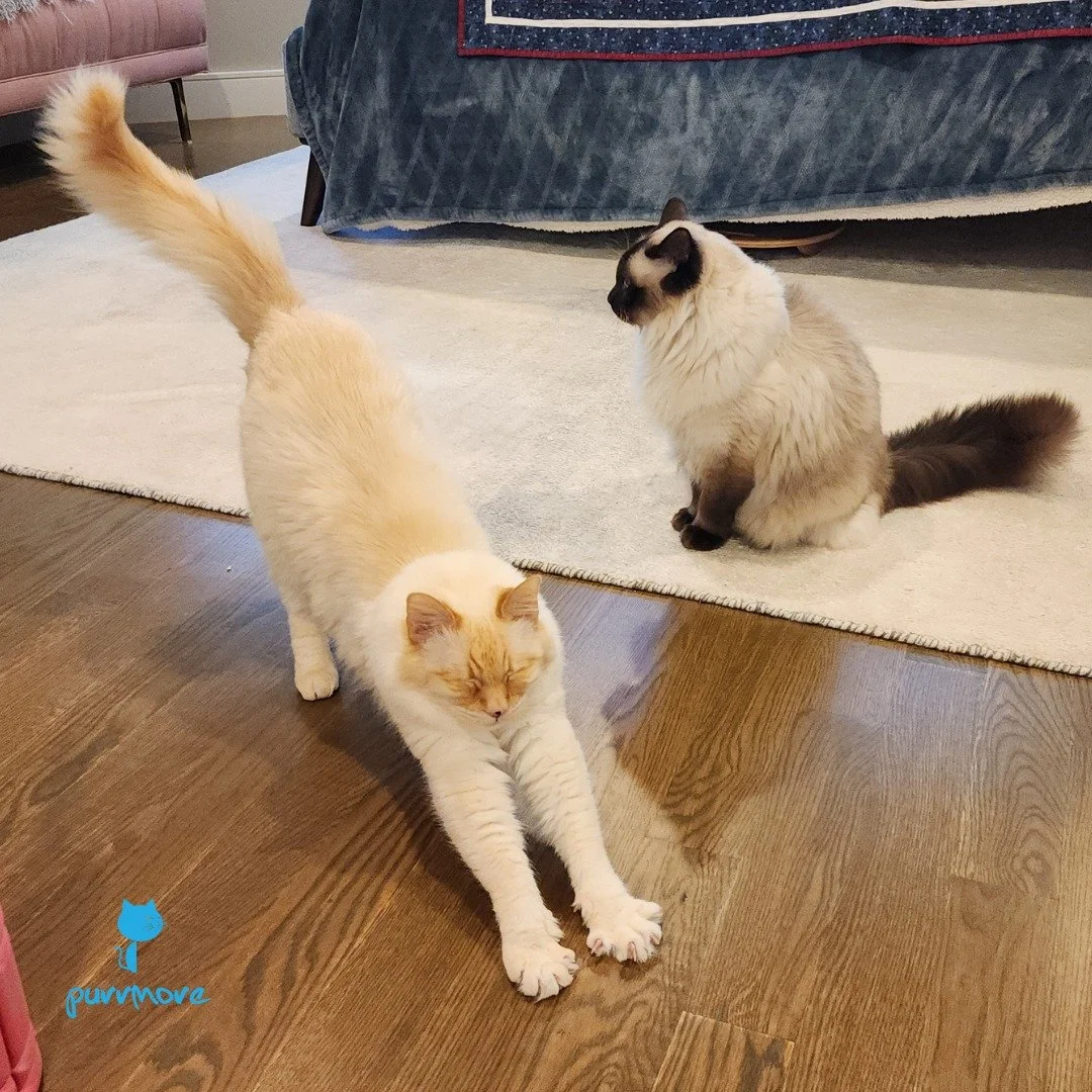 BIIIG STRETCH! -- Stetson (and Gizmo).
Happy Caturday!
#catureday 
.
.
.
#purrmorecats #petsitter #catsofjamaicaplain