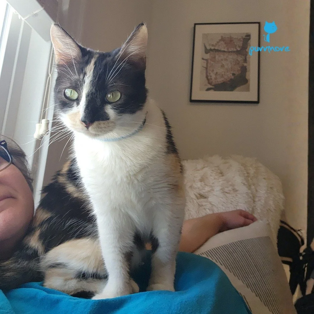 Personal Space?! What does that mean?! -- DB loves to sit on people
.
.
.
#purrmorecats #petsitter #catsofroslindale #rozziecat