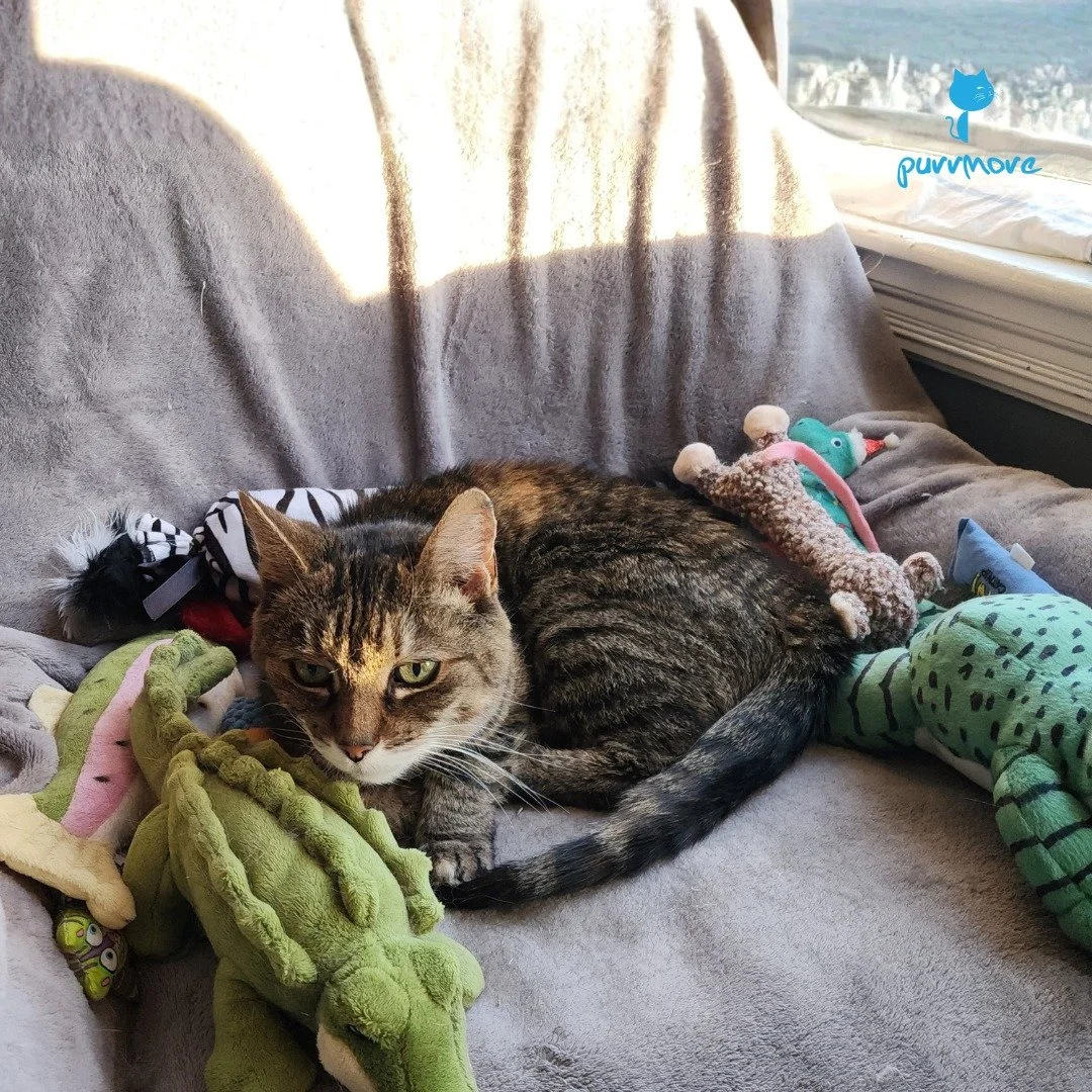 Never too old for a sleepover with all her favorite stuffies. -- Nanette
#seniorcatsrock #seniorsunday 
.
.
.
#purrmorecats #petsitter #catsofjamaicaplain