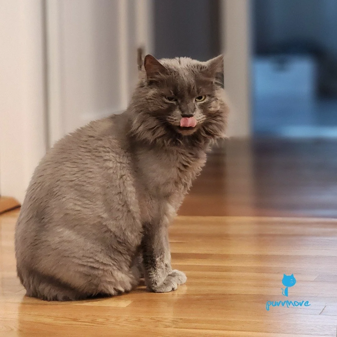 Earl Grey is letting you know what he thinks about your stupid "Rules".
#tot #toungueouttuesday 
.
.
.
#purrmorecats #petsitter #catsofwestroxbury