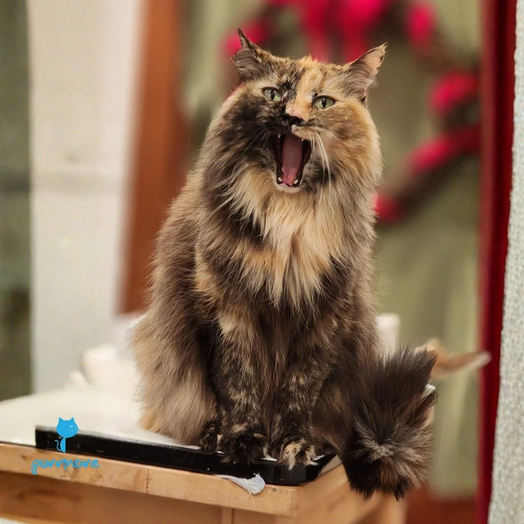 Hestia has a lot to say.
#bigyawn 
.
.
.
#purrmorecats #petsitter #catsofwestroxbury