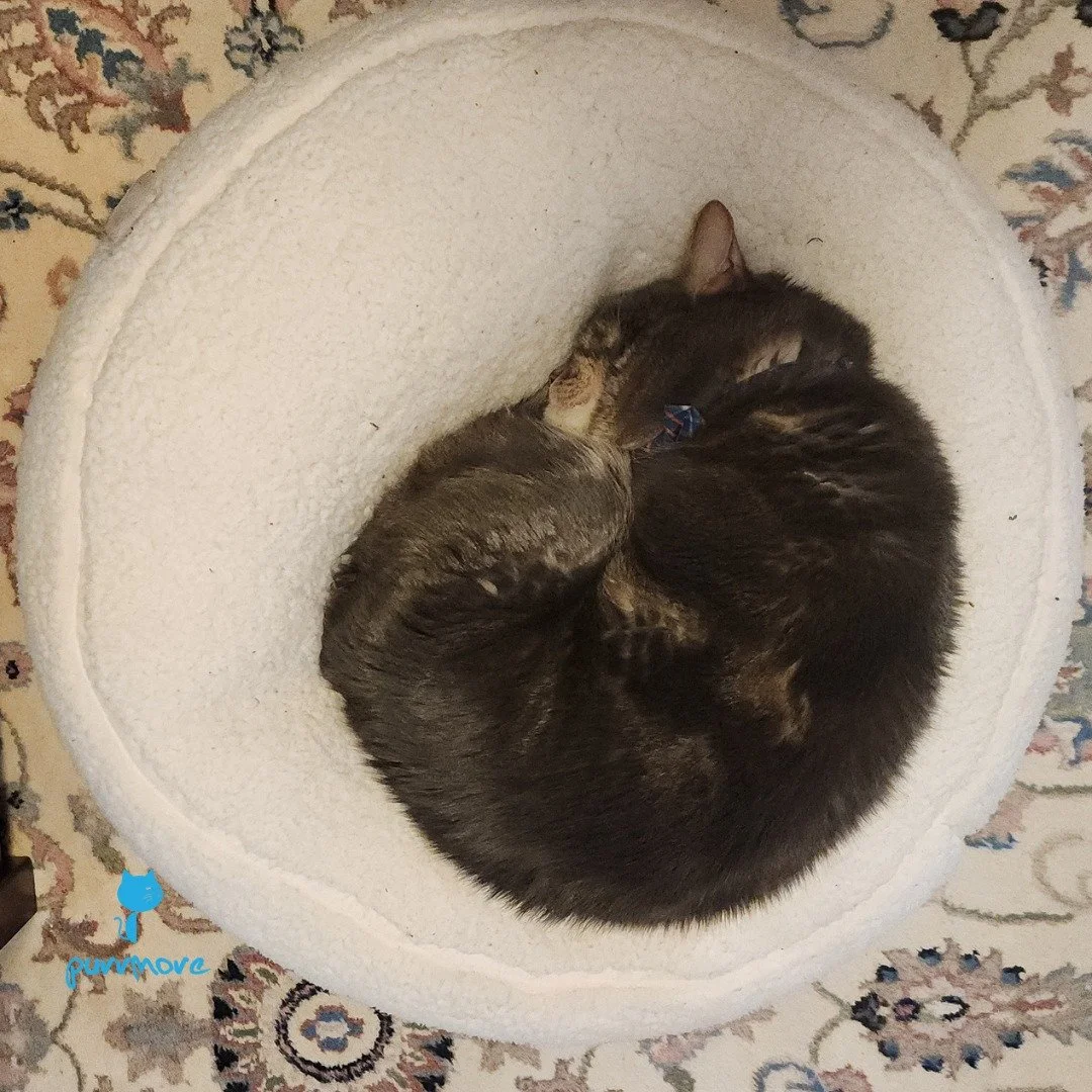 Caturday vibes in Cayo's favorite binbag.
#caturday #purrfectcircle 
.
.
.
#catsofwestroxbury #purrmorecats #petsitter