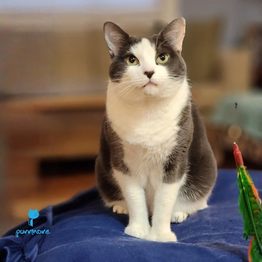 Say hello to Amazing Maisie.
.
.
.
#purrmorecats #petsitter #catsofjamaicaplain