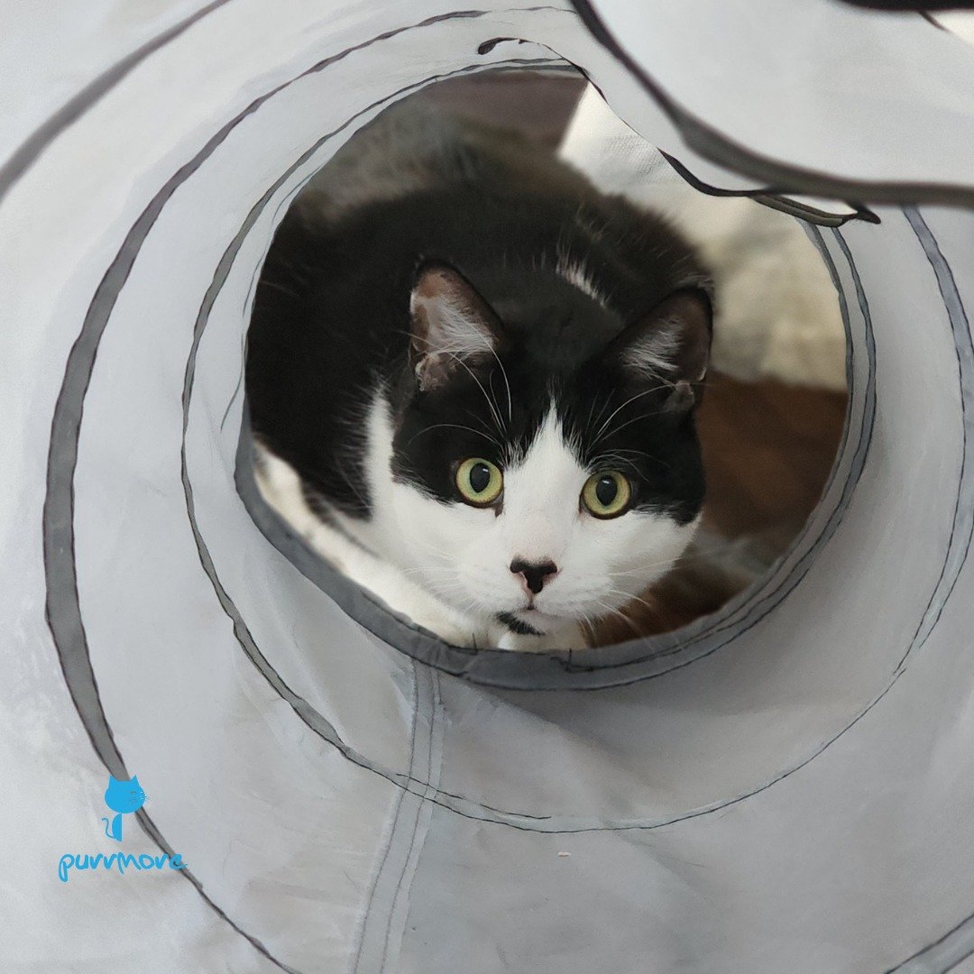 Nabuco is ready to pounce!
.
.
.
#purrmorecats #petsitter #catsofjamaicaplain