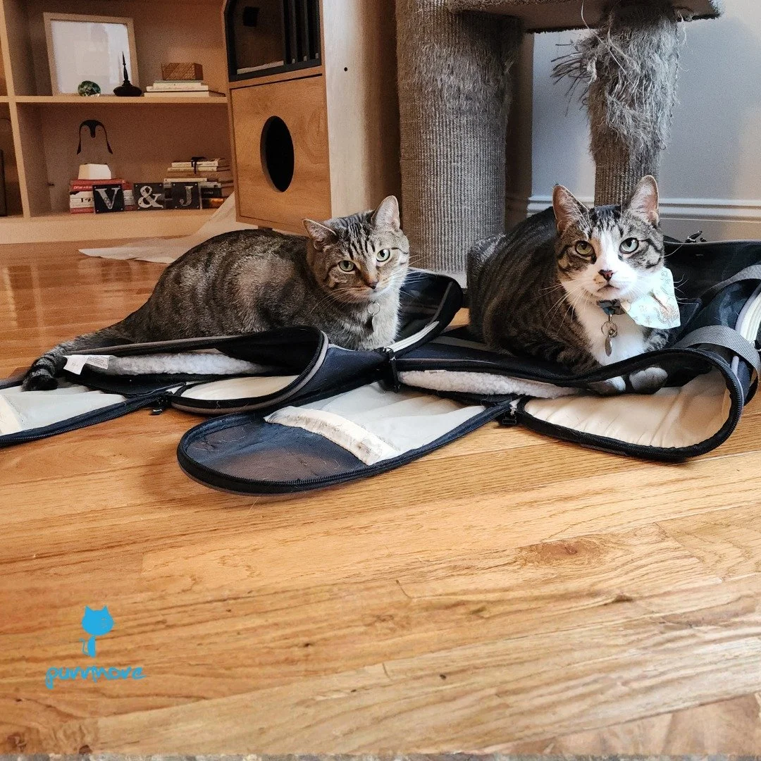 You've been using your carriers wrong! -- Chai and Earl Grey.
.
To learn more about real carrier skills, check out our blog post: https://www.purrmorecats.com/blog/purrmore-tip-carrier-skills
#loveyourcarrier
.
.
.
#purrmorecats #petsitter #catsofwes