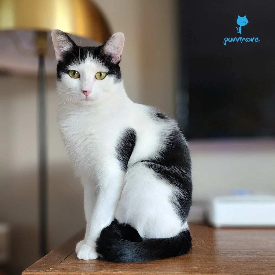 Miffy would rather play than pose for a photo, but since you asked nicely, she is sharing her beauty, proving that cats are meant to be worshiped.
 #queen 
.
.
.
#gorgeouscat #purrmorecats #petsitter #catsofjamaicaplain