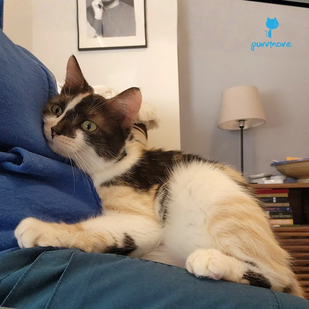 Hugging people is David Bowie's favorite thing! She is very special!
.
Today is "National Hug Your Cat Day", but please don't hug your cat (unless your cat is David Bowie). Although each cat is different, and some cats may love to be held, 