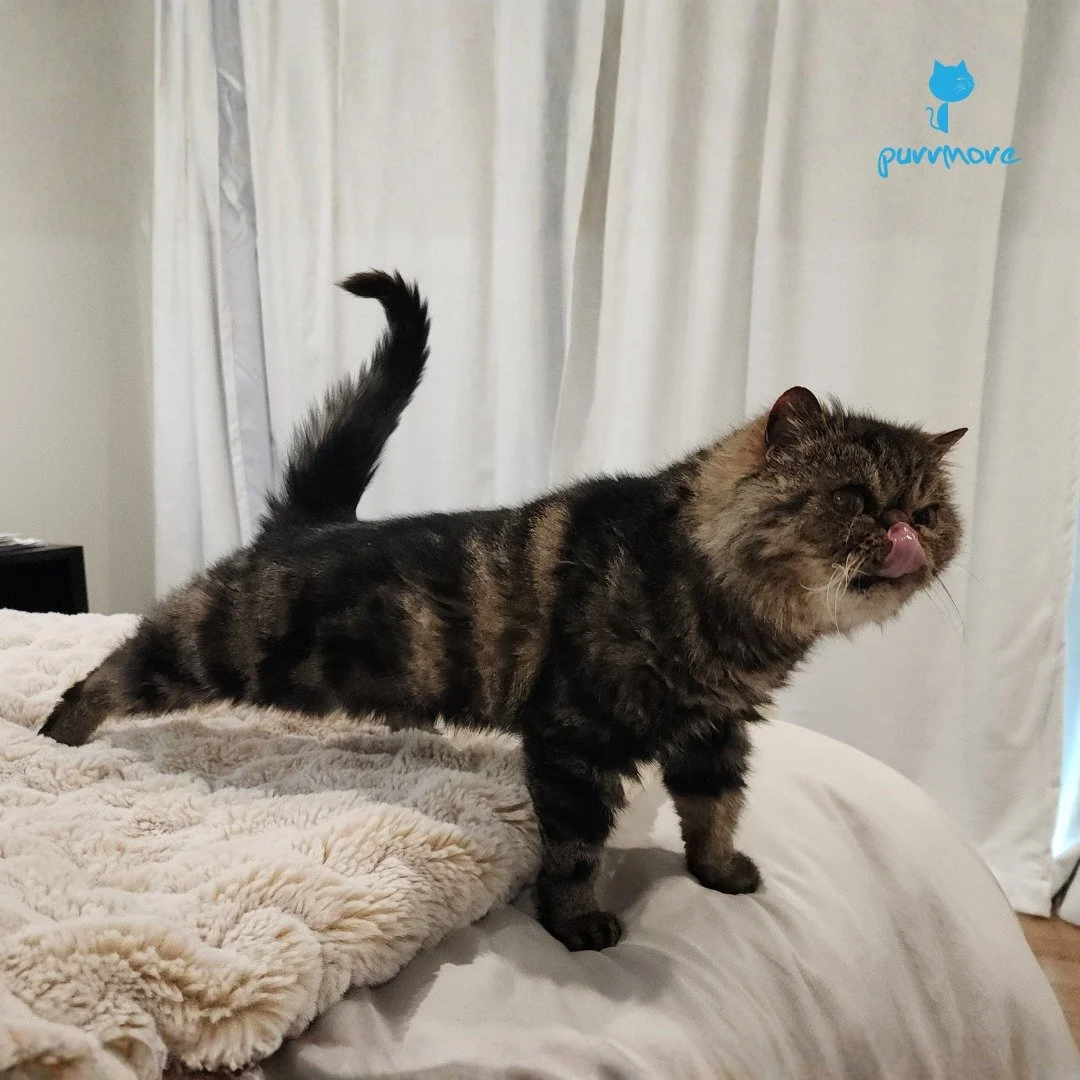 BIIIIG Stretch... Carl just woke up from a good Caturday nap.
#caturday 
.
.
.
#purrmorecats #petsitter