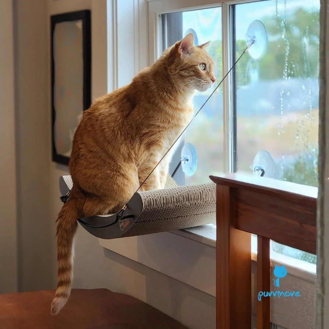 Roslindale is a safer neighborhood, thanks to Rowlie on Neighborhood Watch.
.
.
.
#purrmorecats #petsitter #catsofroslindale
