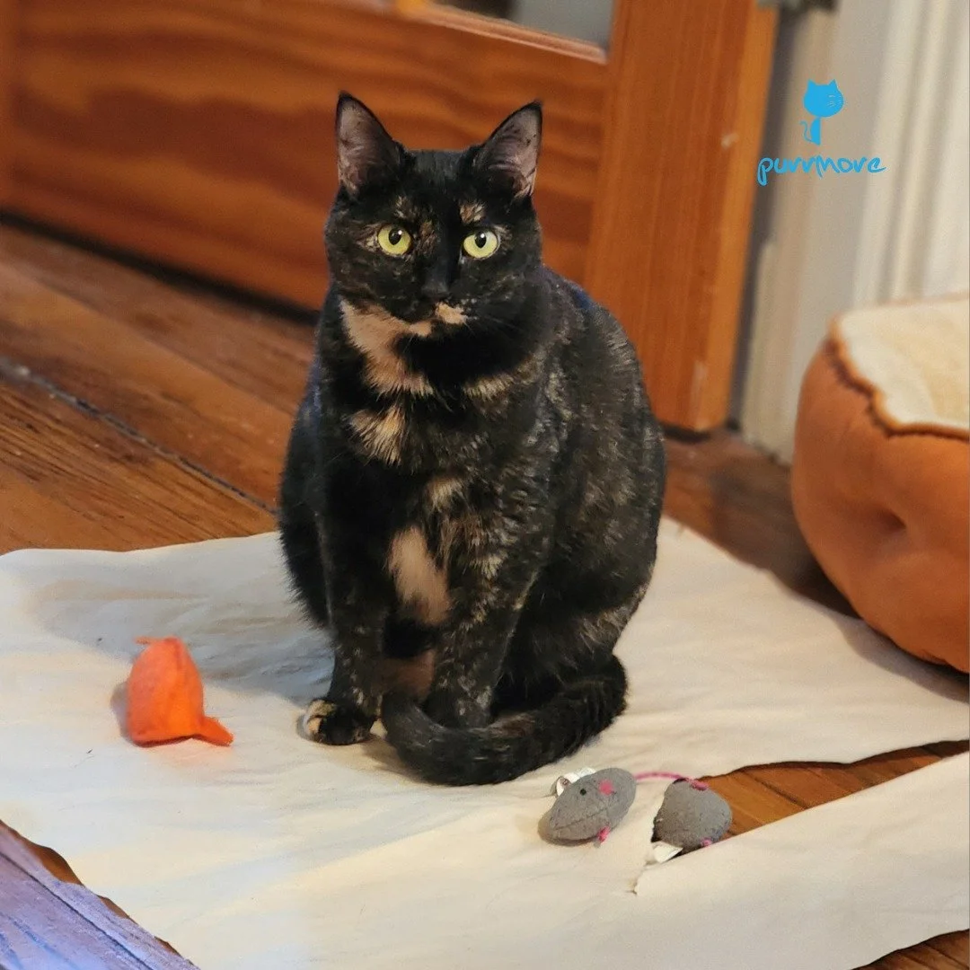 When Cali wants to play, she sits on her wrapping paper with her mousies. The message couldn't be clearer.
#playtime #playwithyourcat 
.
.
.
#purrmorecats #petsitter #catsofjamaicaplain