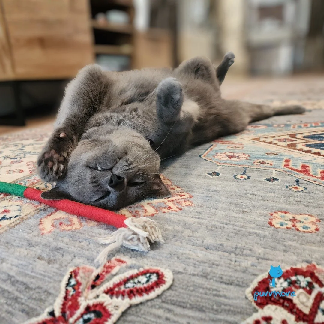 Boris is loving the long weekend! Happy Labor Day!
#happycat 
.
.
.
#purrmorecats #petsitter #rozziecats #catsofroslindale