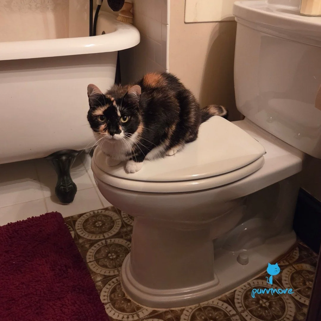Welcome to the bathroom. A cat will be with you shortly. -- Nova, Cayo, and Stinky
#bathroomcat 
.
.
.
#purrmorecats #purrmore #petsitter