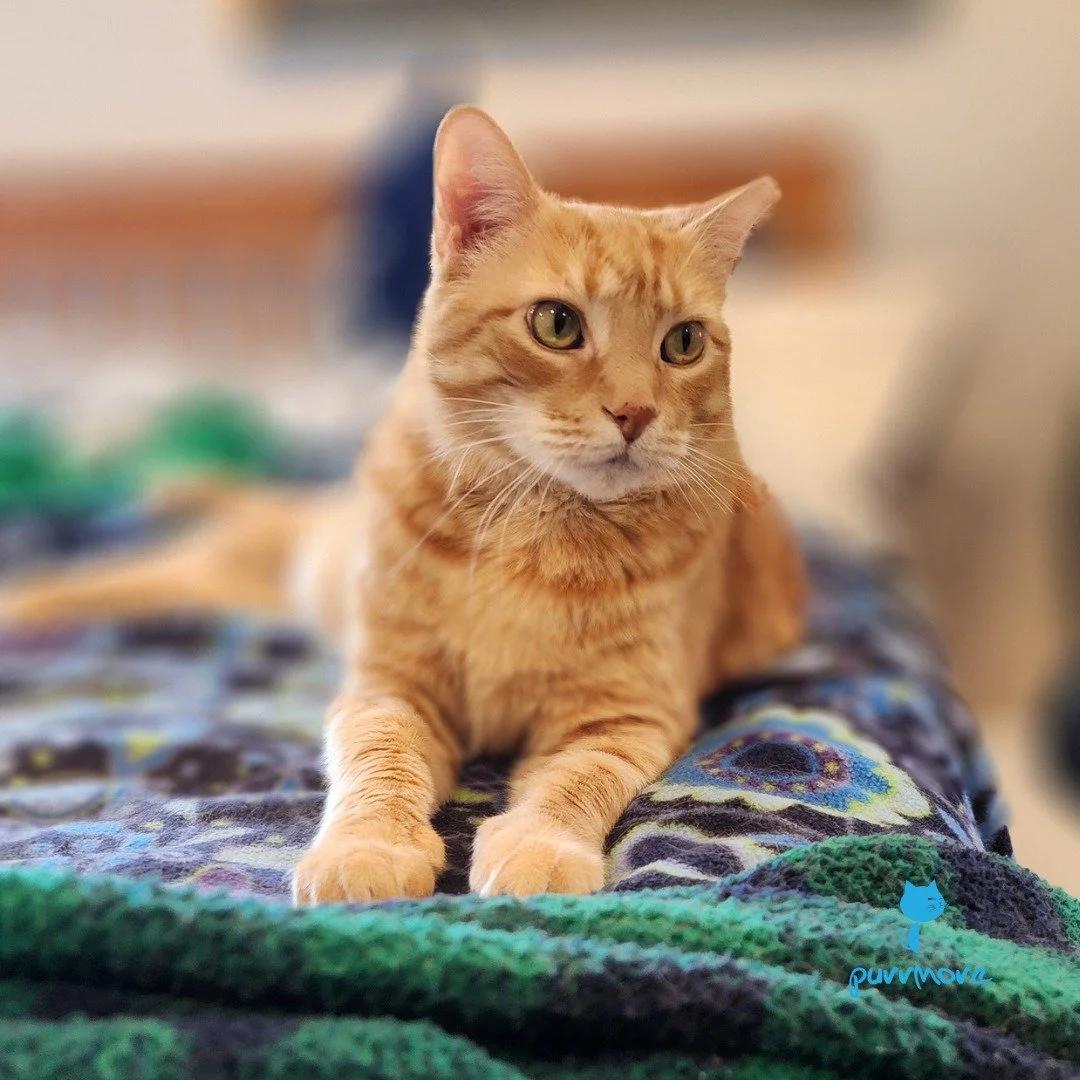 Happy Ginger Cat Appreciation Day! -- the Purrmore Clowder, featuring: Rowlie, Keats, Charmander, Bradley, Amber, Hazel, Ginger, Magnus, Jujube, and Juniper.
#gingercatappreciationday 
.
.
.
#orangecatsofboston #purrmorecats #petsitter #orangecatday