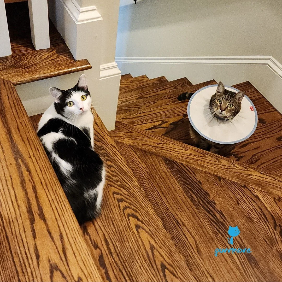 I feel like I walked in on an important conversation, and suddenly everyone shuts up and stares at me. -- Miffy and Pim Pim
#awkward 
.
.
.
#purrmorecats #petsitter #catsofjamaicaplain