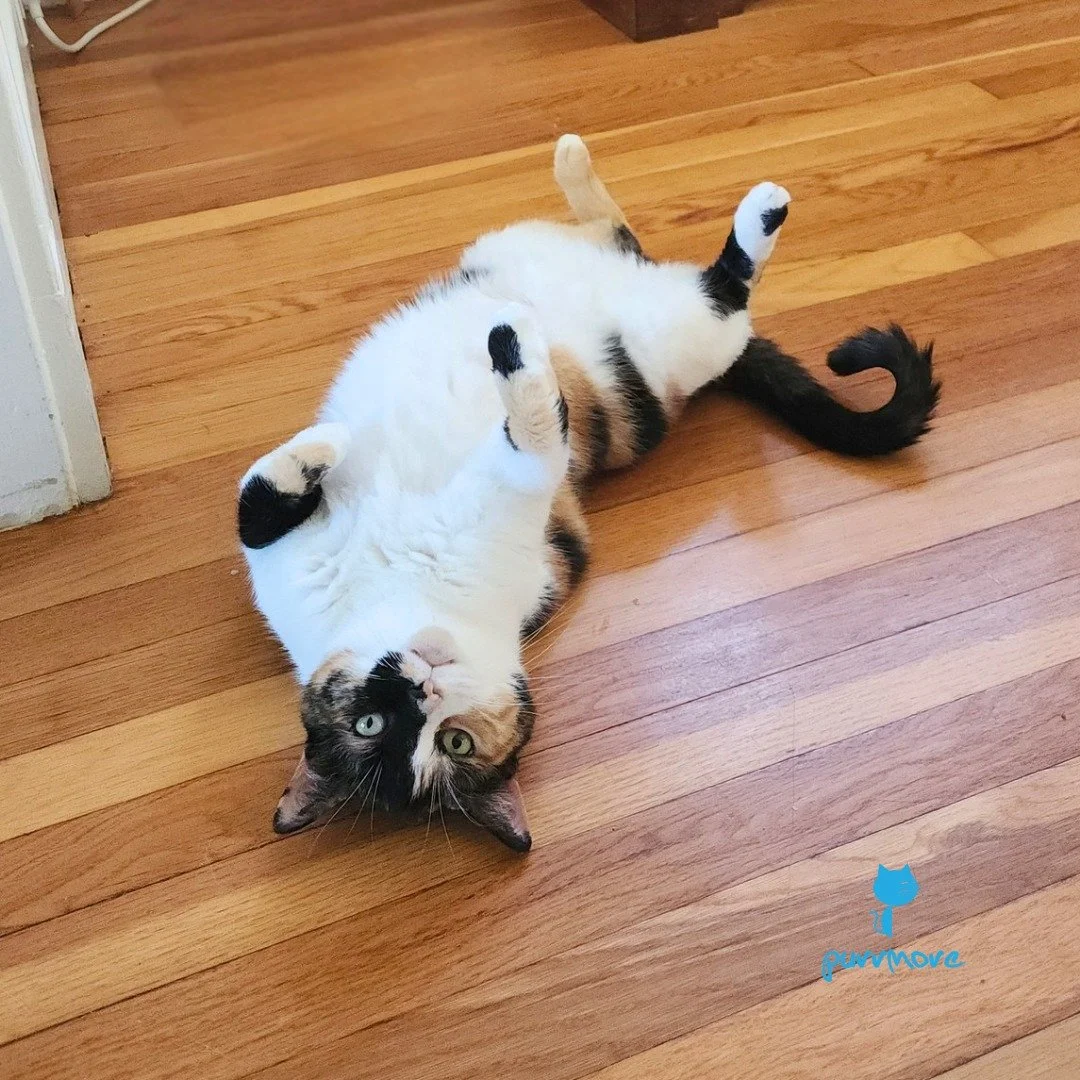 Zoe is staying cool.
.
.
.
#catsofwestroxbury #purrmorecats #petsitter