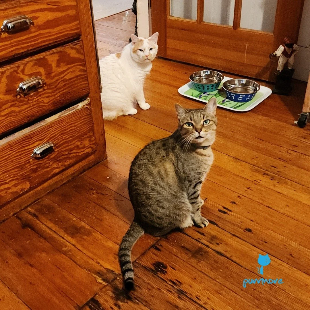 Dinner time was three minutes ago. -- Cleo and Stella
#nuuuuuuuu 
.
.
.
#purrmorecats #purrmore #petsitter #catsofjamaicaplain