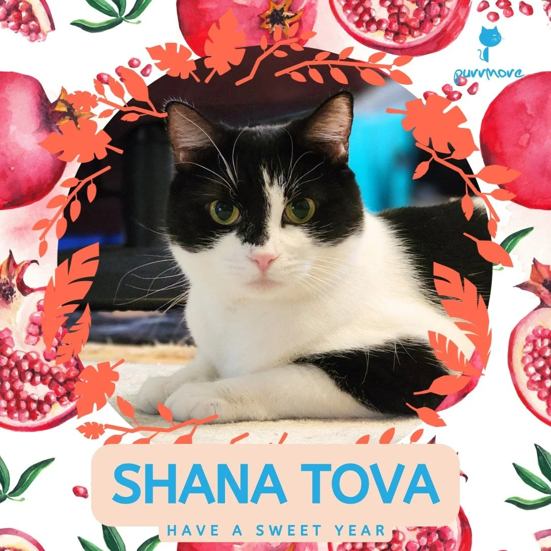 Happy New Year to all who celebrate! Shana Tova and Happy Rosh Hashana! -- Perle and the Purrmore Clowder
#shanatova #RoshHashanah 
.
.
.
#purrmorecats #purrmore #petsitter